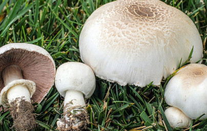 Agaricus Agaricus
