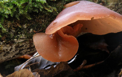 Auricularia Auricularia