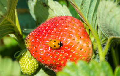 Jagode (Fragaria vesca) Jagode (Fragaria vesca)