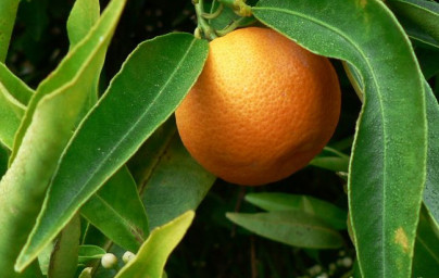 Klementine (Citrus x clementina) Klementine (Citrus x clementina)