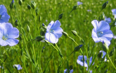 Lan (Linum usitatissimum) Lan (Linum usitatissimum)