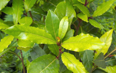 Lovor (Laurus nobilis) Lovor (Laurus nobilis)