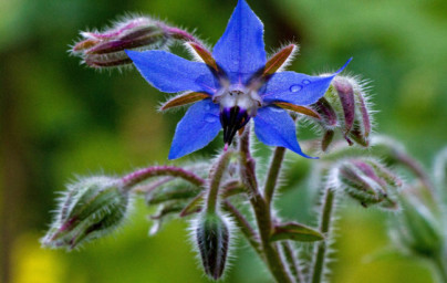 Boragino olje (Borago officinalis) Boragino olje (Borago officinalis)