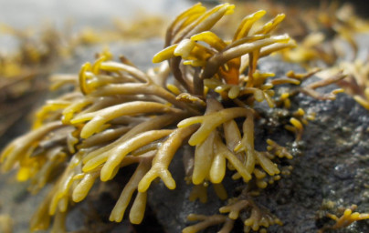 Rjava morska alga Pelvetia canaliculata Rjava morska alga Pelvetia canaliculata