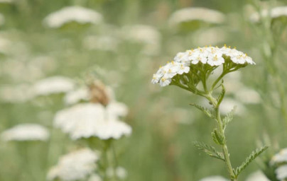 Rman (Achillea millefolium)