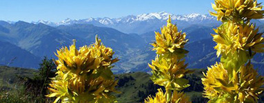 Encijan (Gentiana lutea) 