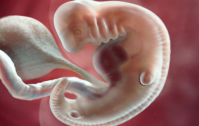 6. teden nosečnosti 6. teden nosečnosti